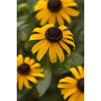 Semeno Lukon Glads Rudbeckia fulgida GOLDBLITZ - rudbékie, třapatka zářivá