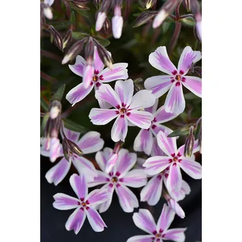 Semeno Lukon Glads Phlox subulata CANDY STRIPES - plamenka šídlovitá, flox