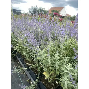 Sazenice Lukon Glads Perovskia atriplicifolia BLUESETTE - perovskia lebedolistá, ruská šalvěj
