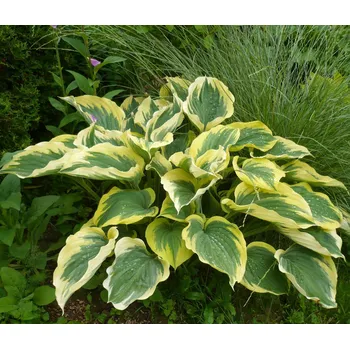 Sazenice Lukon Glads Hosta LIBERTY - bohyška, funkie