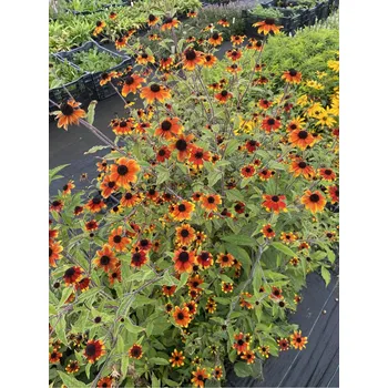 Semeno Lukon Glads Rudbeckia triloba PRAIRIE GLOW - třapatka trojlaločná, rudbékie