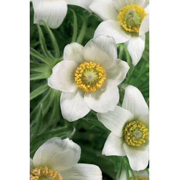 Semeno Lukon Glads Pulsatilla vulgaris WHITE - koniklec