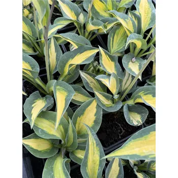 Sazenice Lukon Glads Hosta SMASH HIT - bohyška, funkie