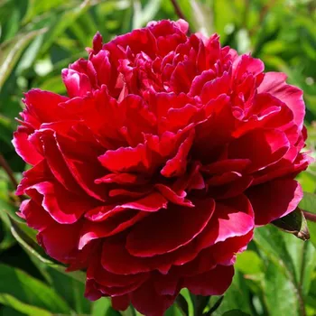 Sazenice Lukon Glads Paeonia RED SARAH BERNHARDT - pivoňka