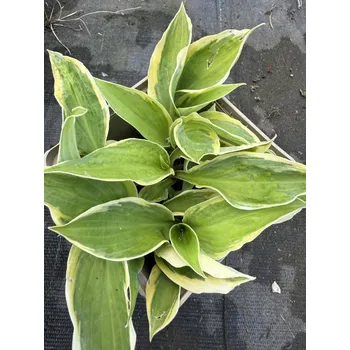 Sazenice Lukon Glads Hosta CAPTAIN'S ADVENTURE - bohyška, funkie