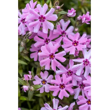 Semeno Lukon Glads Phlox subulata FORT HILL - plamenka šídlovitá, flox