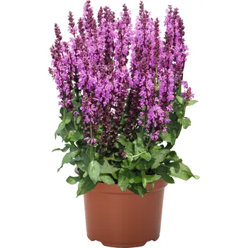 Sazenice Lukon Glads Salvia nemorosa ROYAL MAGENTA - šalvěj hajní