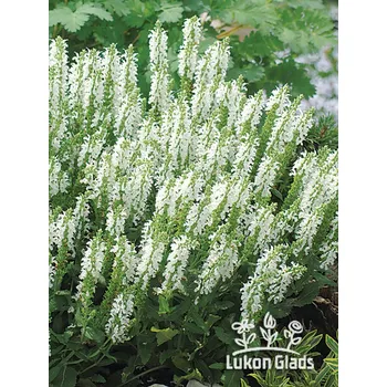 Sazenice Lukon Glads Salvia nemorosa SYNCHRO WHITE - šalvěj hajní