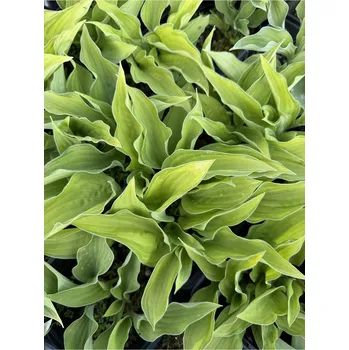 Sazenice Lukon Glads Hosta CHINESE SUNRISE - bohyška, funkie