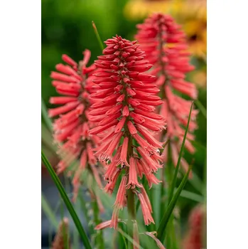 Sazenice Lukon Glads Kniphofia hybrida POCO RED - mnohokvět, kleopatřina jehla