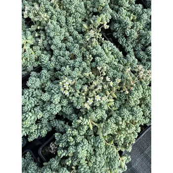 Sazenice Lukon Glads Sedum dasyphyllum - rozchodník