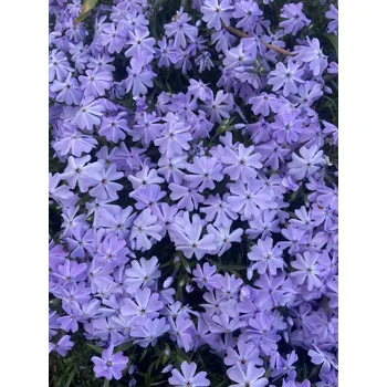 Sazenice Lukon Glads Phlox subulata EMERALD CUSHION BLUE - plamenka šídlovitá, flox