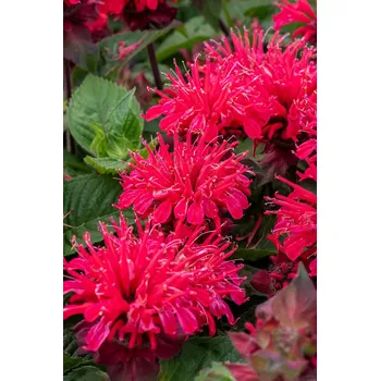 Semeno Lukon Glads Monarda hybrida BEE HAPPY - zavinutka