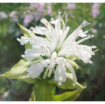 Sazenice Lukon Glads Monarda SCHNEEWITTCHEN - zavinutka