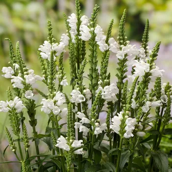 Semeno Lukon Glads Physostegia virginiana ALBA - řetězovka virginská