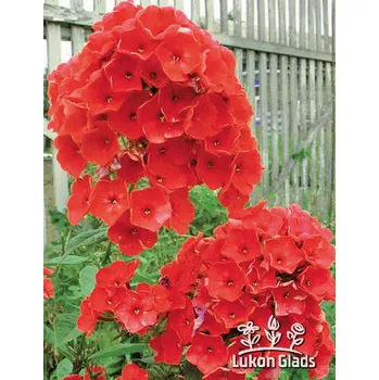 Sazenice Lukon Glads Phlox paniculata RED RIDING HOOD - plamenka latnatá, flox