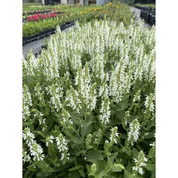 Sazenice Lukon Glads Salvia nemorosa SCHNEEHÜGEL - šalvěj hajní