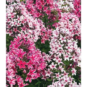 Sazenice Lukon Glads Phlox paniculata PALMIRA - plamenka latnatá, flox