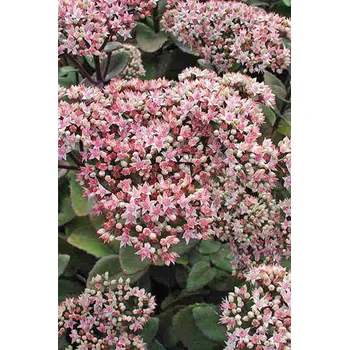 Sazenice Lukon Glads Sedum telephium MATRONA - rozchodník