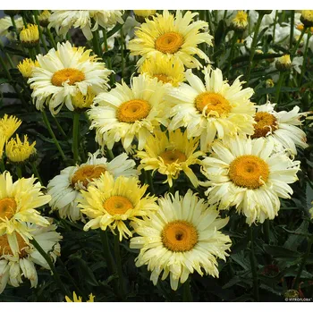 Sazenice Lukon Glads Leucanthemum superbum GOLDFINCH - kopretina