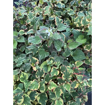 Semeno Lukon Glads Houttuynia cordata CHAMELEON - touloň srdčitá