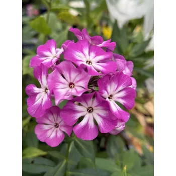 Semeno Lukon Glads Phlox paniculata CARDINAL - plamenka, flox