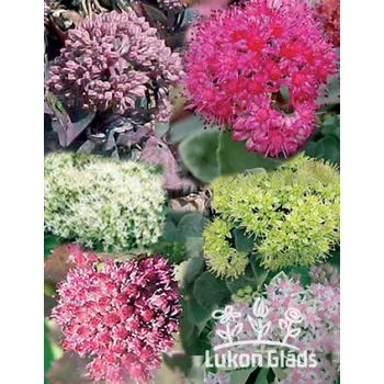 Semeno Lukon Glads Sedum vysoké odrůdy MIX - rozchodník směs Množství: 3