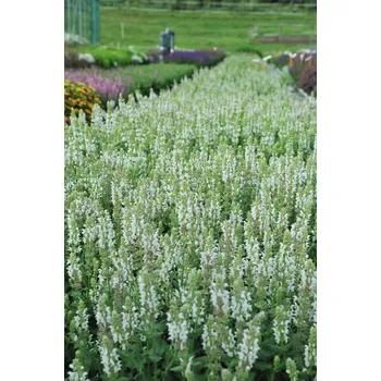 Sazenice Lukon Glads Salvia superba WHITE MERLAU - šalvěj nádherná