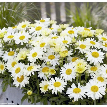Sazenice Lukon Glads Leucanthemum maximum LACRÉME - kopretina