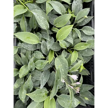 Sazenice Lukon Glads Hosta CANADIAN BLUE - bohyška, funkie