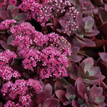 Sazenice Lukon Glads Sedum SunSparkler FIRECRACKER - rozchodník