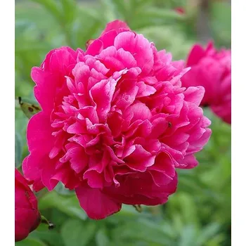 Sazenice Lukon Glads Paeonia KANSAS - pivoňka