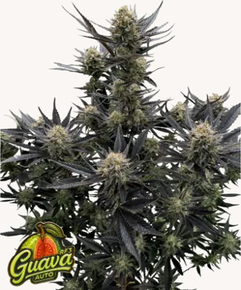 FastBuds Guava Auto RF3 Počet ks Feminizované: 10
