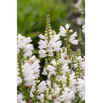 Sazenice Lukon Glads Physostegia virginiana MISS MANNERS - řetězovka bílá