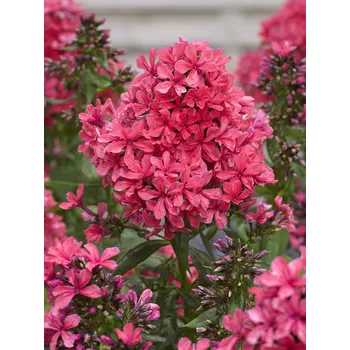Sazenice Lukon Glads Phlox paniculata CLEOPATRA - plamenka, flox