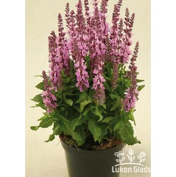 Sazenice Lukon Glads Salvia nemorosa SENSATION COMPACT BRIGHT ROSE - šalvěj hajní