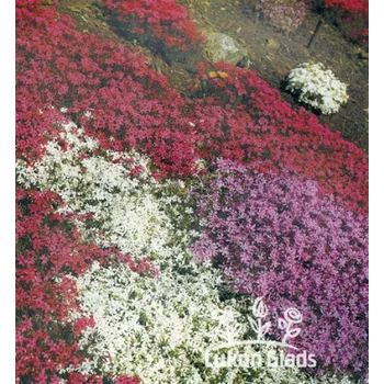 Semeno Lukon Glads Phlox nízké odrůdy MIX - plaménky směs Množství: 1