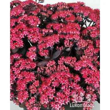 Sazenice Lukon Glads Sedum hybridum RED SPARKLE - rozchodník