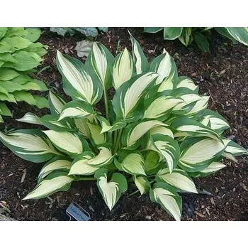 Sazenice Lukon Glads Sempervivum BEDIVERE - netřesk