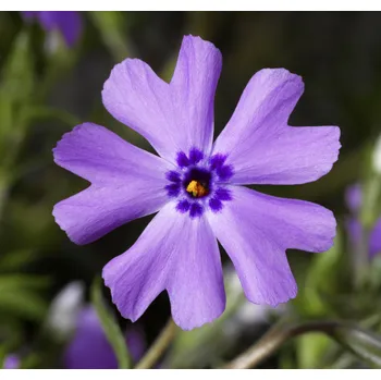Sazenice Lukon Glads Phlox subulata PURPLE BEAUTY - plamenka šídlovitá, flox