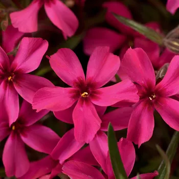 Sazenice Lukon Glads Phlox subulata SCARLET FLAME - plamenka šídlovitá, flox