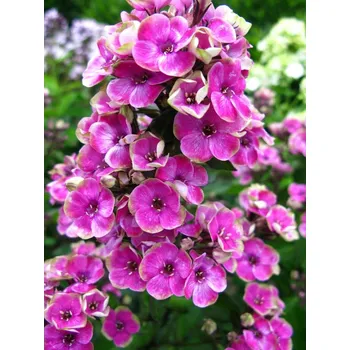 Sazenice Lukon Glads Phlox paniculata AUREOLE - plamenka, flox