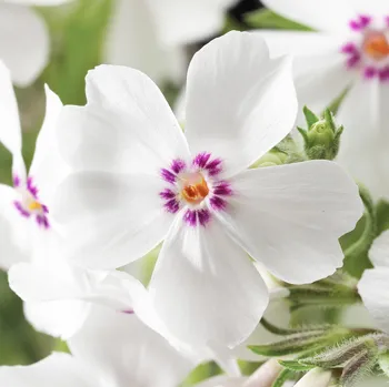 Sazenice Lukon Glads Phlox subulata AMAZING GRACE - plamenka šídlovitá, flox