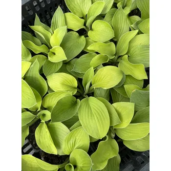 Sazenice Lukon Glads Hosta ZOMOON - bohyška, funkie