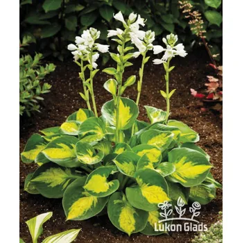 Sazenice Lukon Glads Hosta SUNSET GROOVES - bohyška, funkie