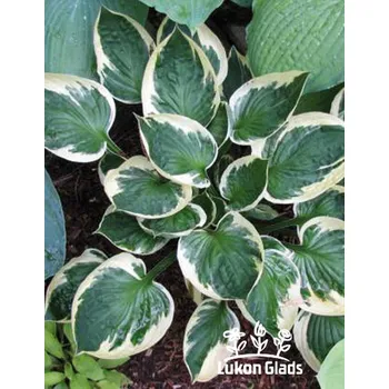 Semeno Lukon Glads Hosta KARIN - bohyška, funkie