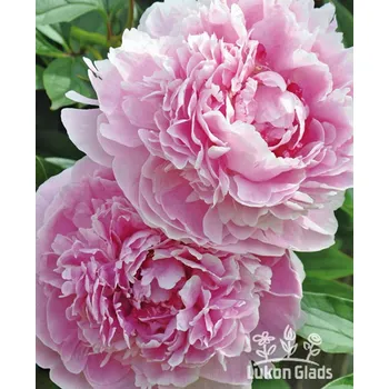 Sazenice Lukon Glads Paeonia SARAH BERNHARDT - pivoňka