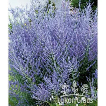Sazenice Lukon Glads Perovskia atriplicifolia BLUE SPIRE - perovskie lebedolistá, ruská šalvěj