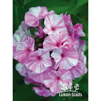 Sazenice Lukon Glads Phlox paniculata PICASSO - plamenka latnatá, flox