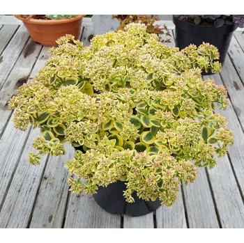 Sazenice Lukon Glads Sedum makinoi SunSparkler LIME TWISTER - rozchodník